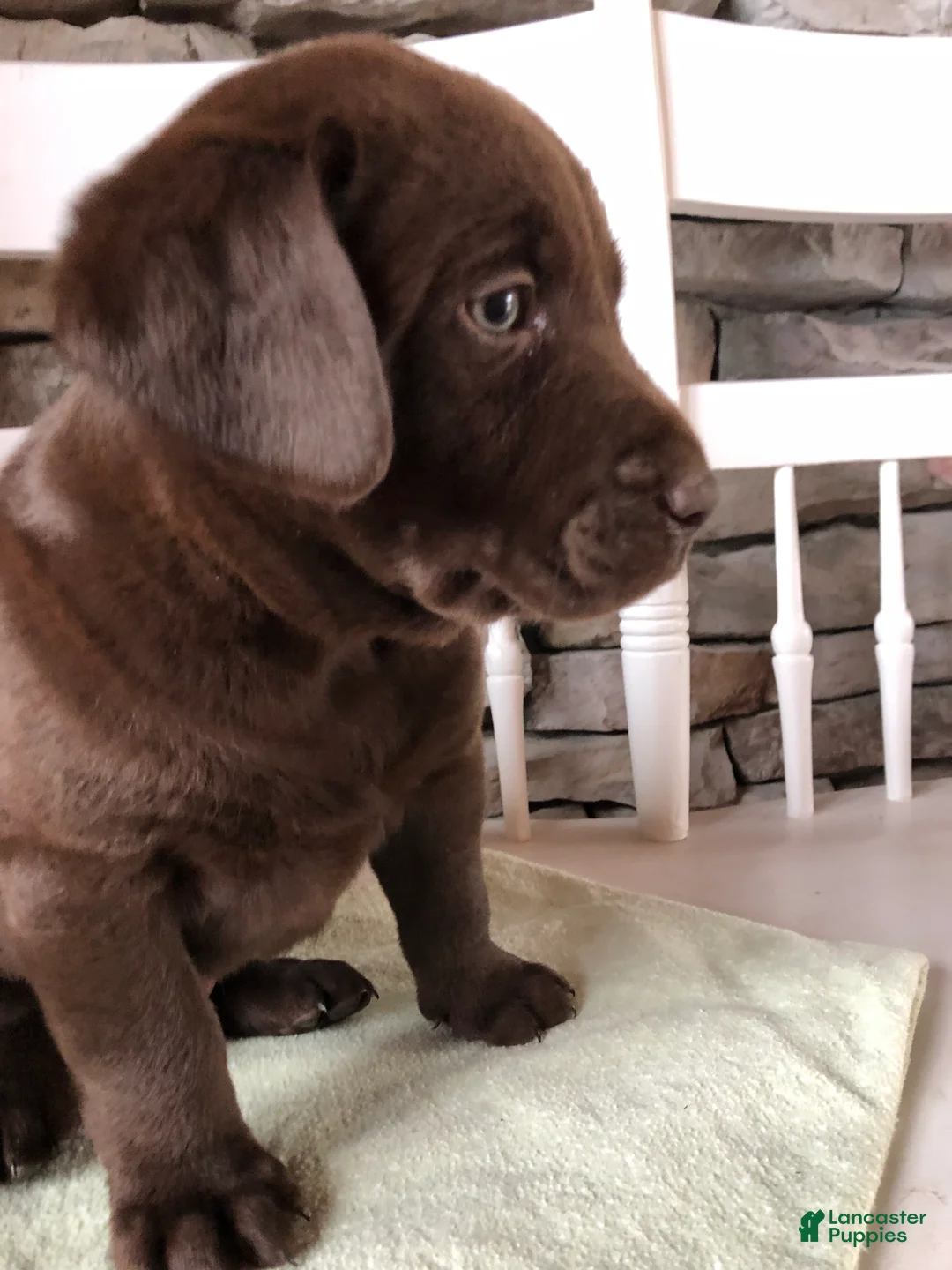 Labrador Retriever dogs for sale: Browning - Ad 2