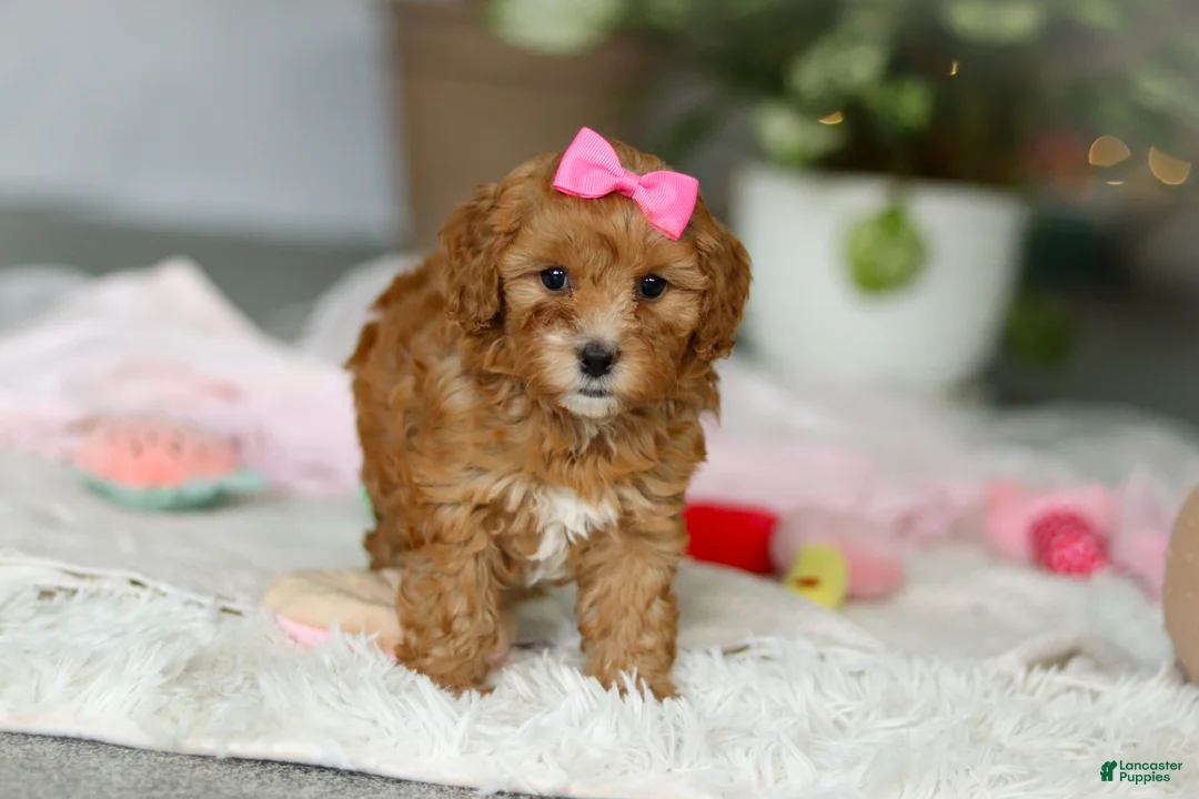 Cavapoo dogs for sale: Missy - Ad 5
