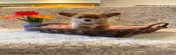 Welsh Corgi Pembroke dogs for sale: Lilac - Ad 1