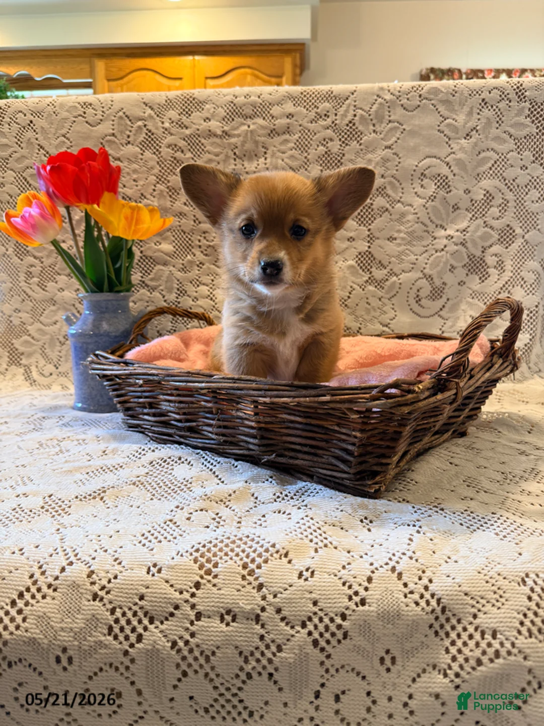 Welsh Corgi Pembroke dogs for sale: Lilac - Ad 1