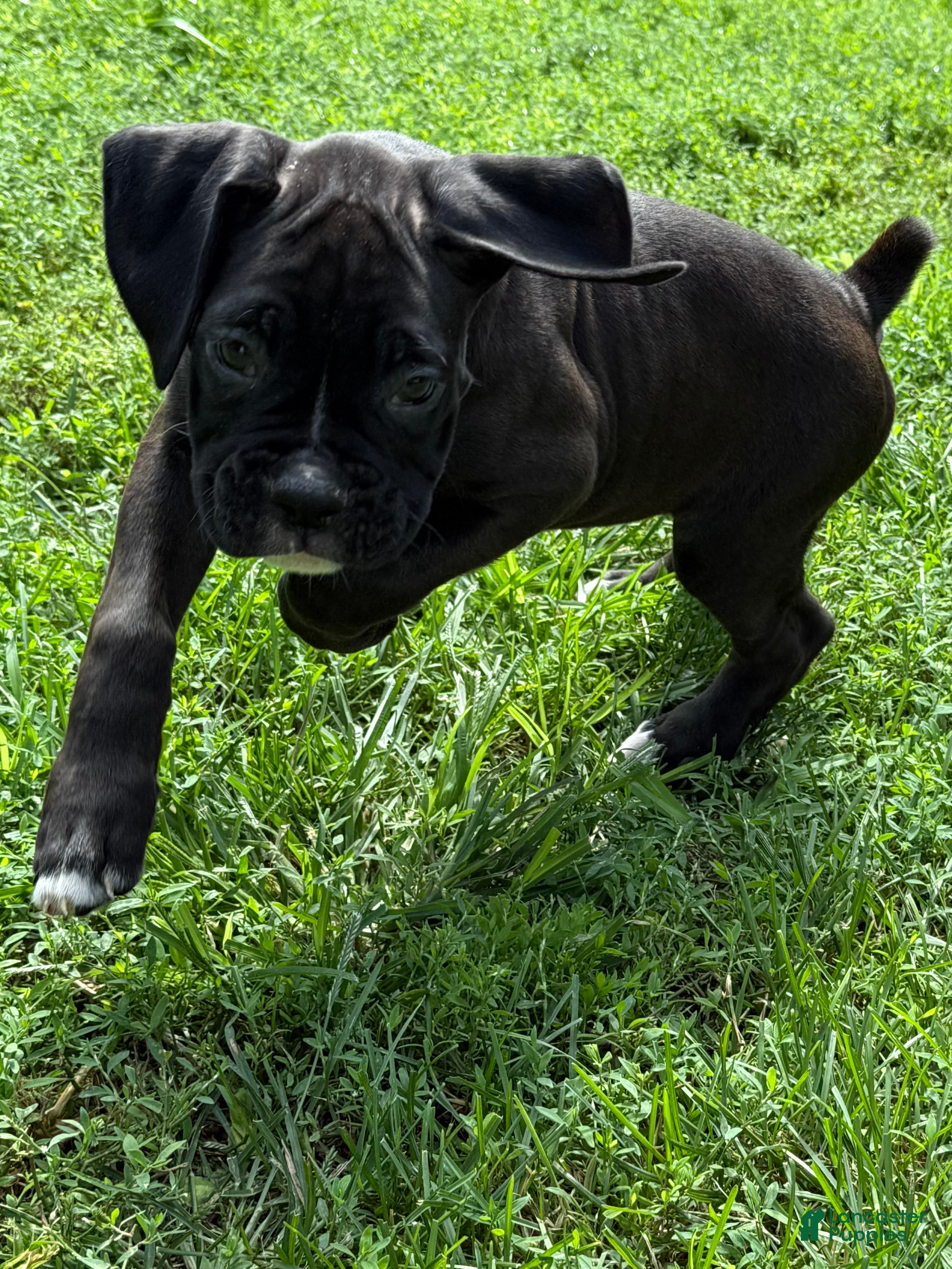 Boxer dogs Mia - Ad 2