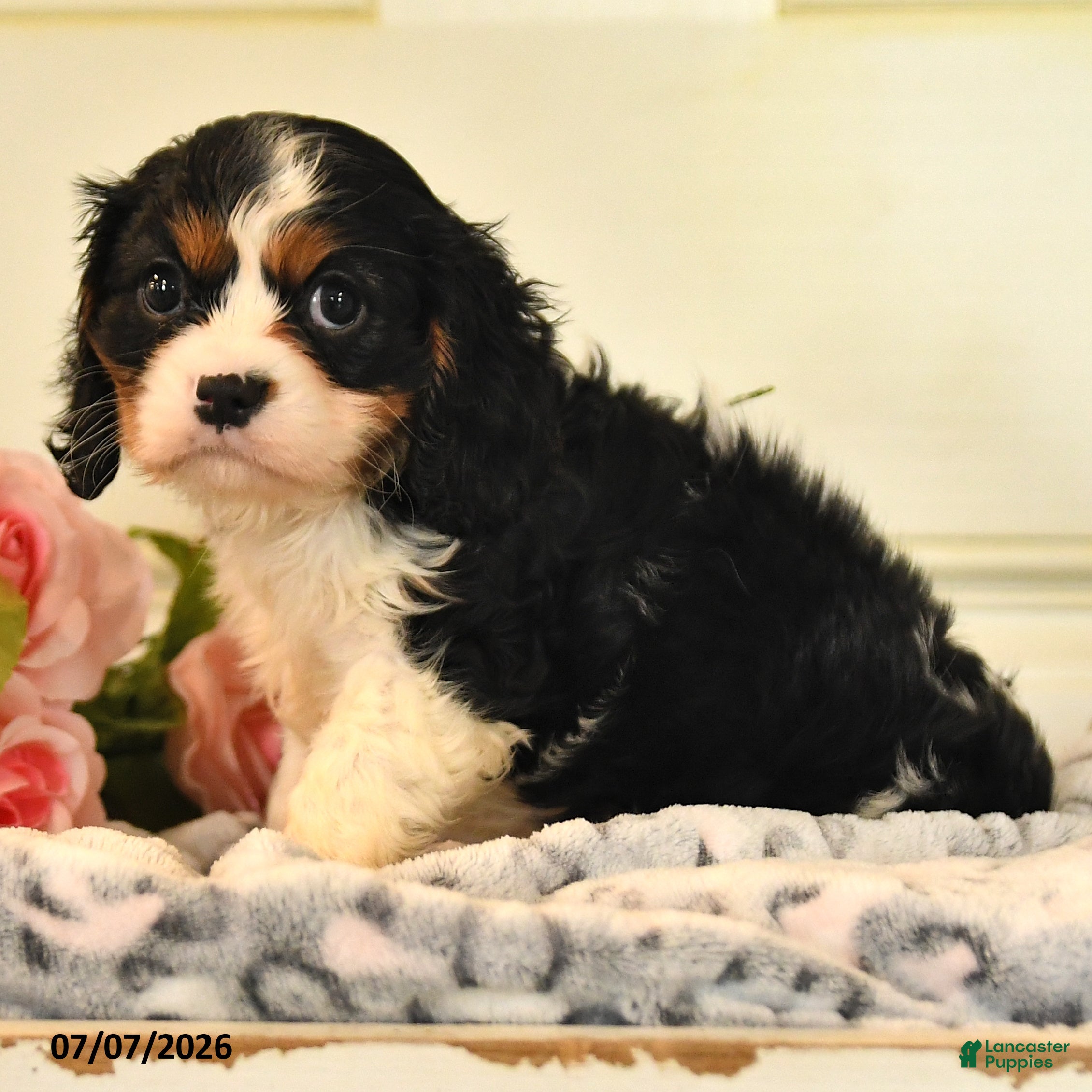Cavalier King Charles Spaniel dogs Leslie - Ad 2