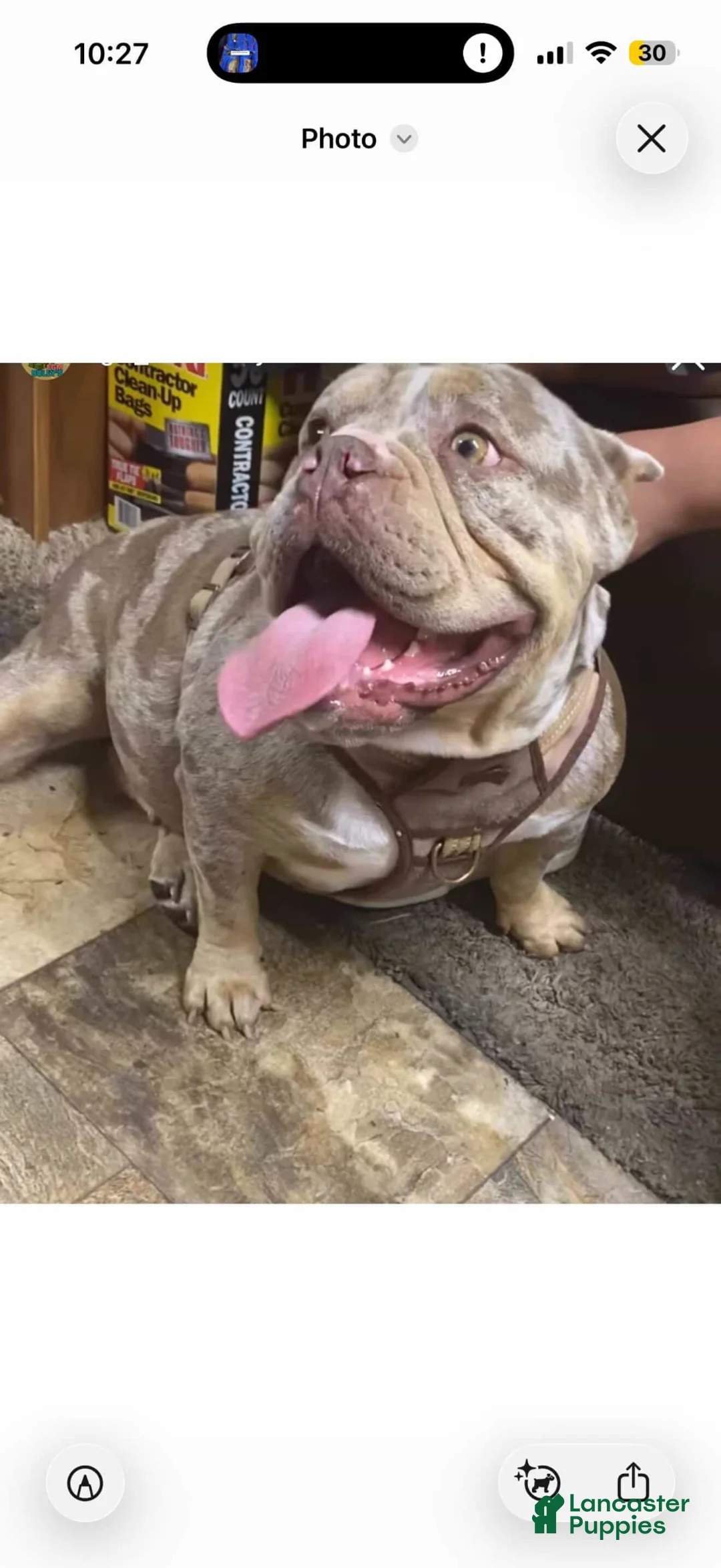 American Bully dogs for sale: Merle Female 5 - Ad 2