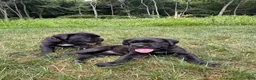Cane Corso dogs for sale: Rosie - Ad 5