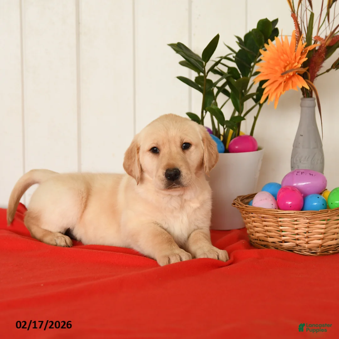 Goldador dogs for sale: Kola - Ad 3