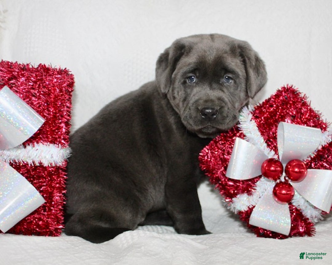 Labrador Retriever dogs for sale: Rosco - Ad 4