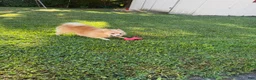 Pomeranian dogs for sale: Pomeranian Puppy 1 - Ad 7