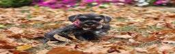 Miniature Schnauzer dogs for sale: Millie - Ad 12