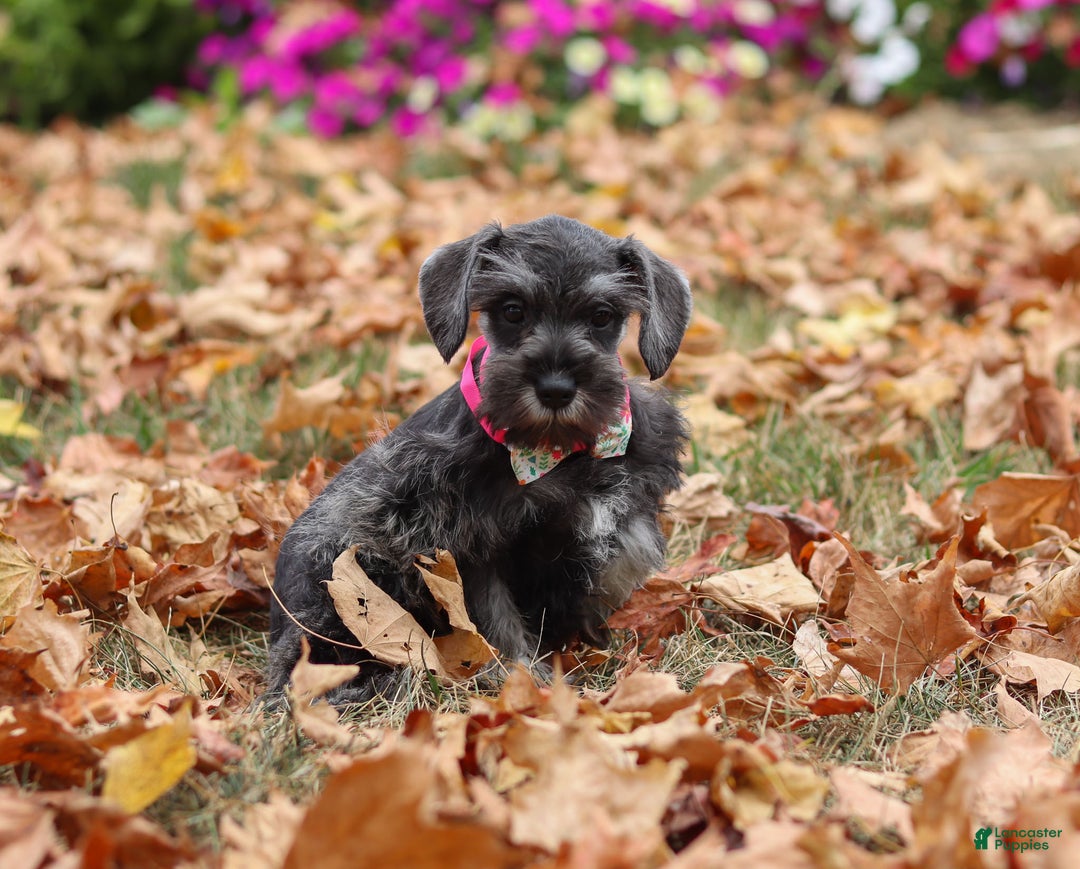 Miniature Schnauzer dogs for sale: Millie - Ad 12