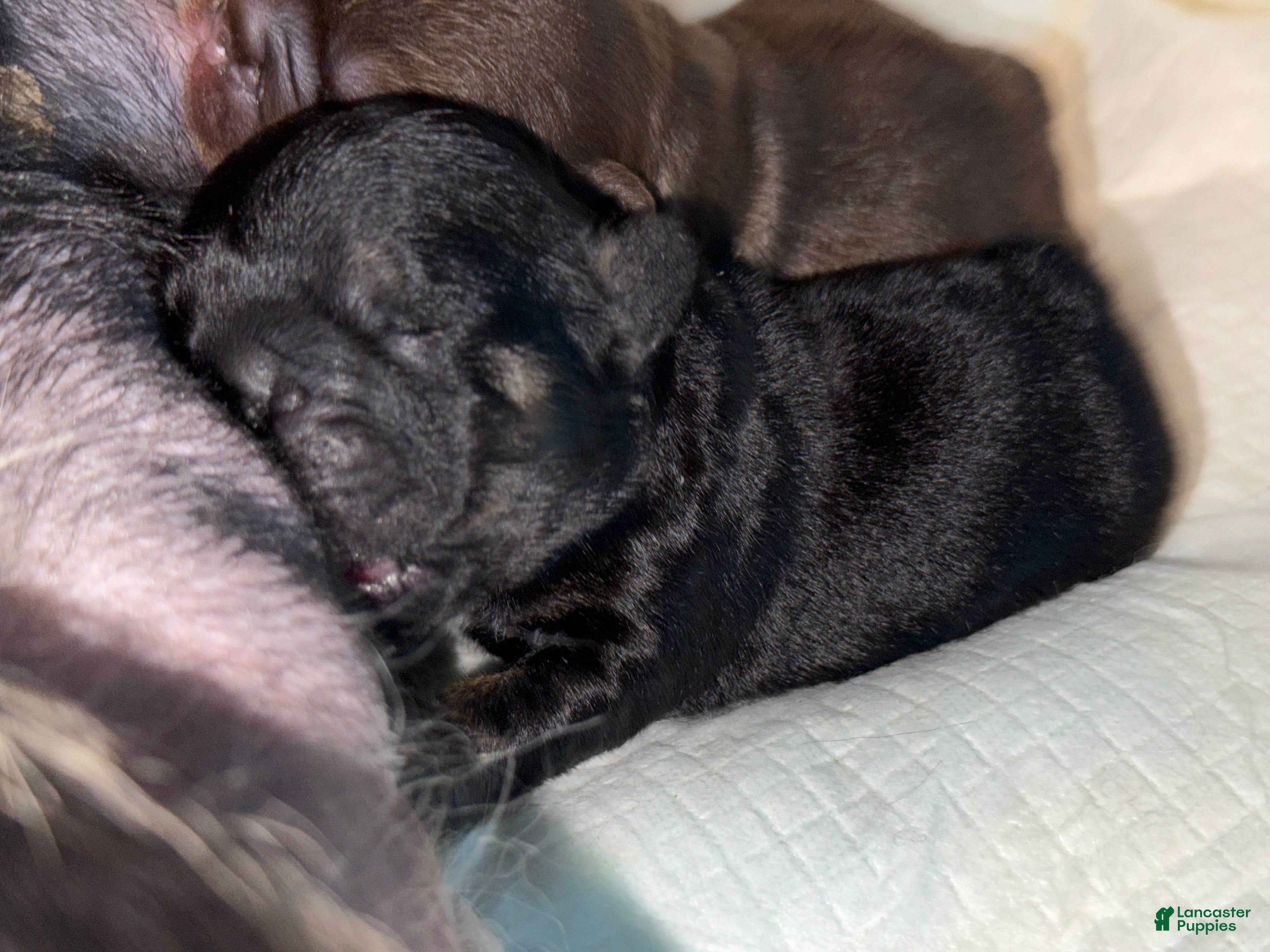 French Bulldog dogs Medusa 2.0 - Ad 1
