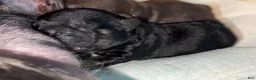French Bulldog dogs for sale: Medusa 2.0 - Ad 1