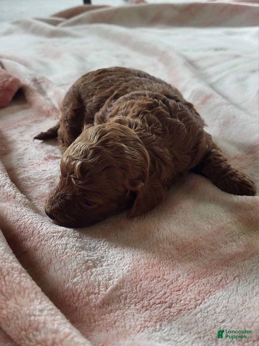 Goldendoodle dogs for sale: Rachel - Ad 7