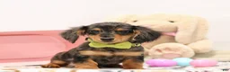 Miniature Dachshund dogs for sale: Fletcher - Ad 8