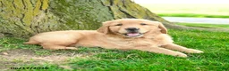 Golden Retriever dogs for sale: Preston - Ad 4