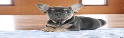French Bulldog dogs for sale: Serenity - Ad 3