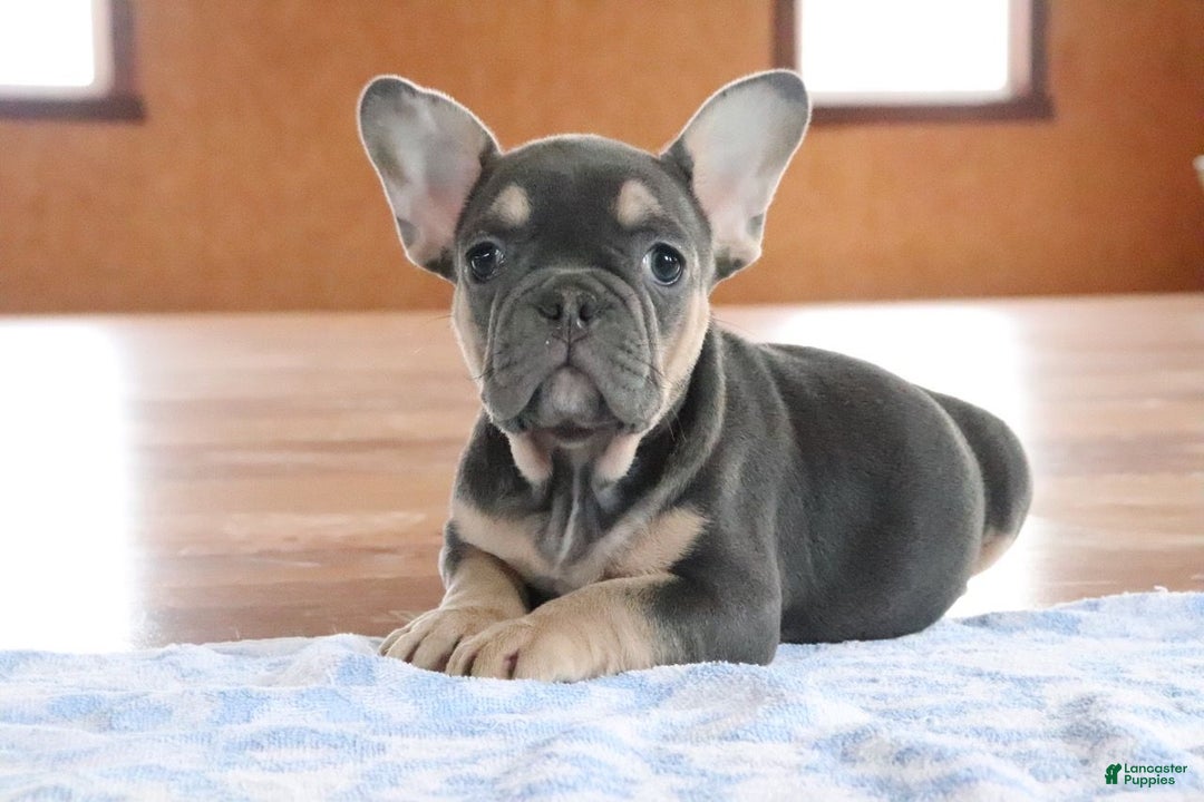 French Bulldog dogs for sale: Serenity - Ad 3