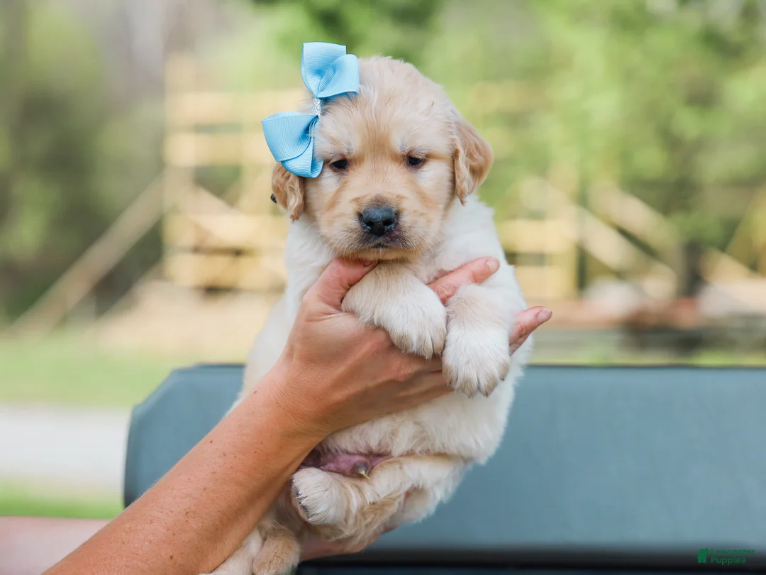 Golden Retriever dogs for sale: Arnette ACA Golden Retriever Pup - Ad 1
