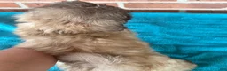 Shih Tzu dogs for sale: Shih Tzu 3 - Ad 3