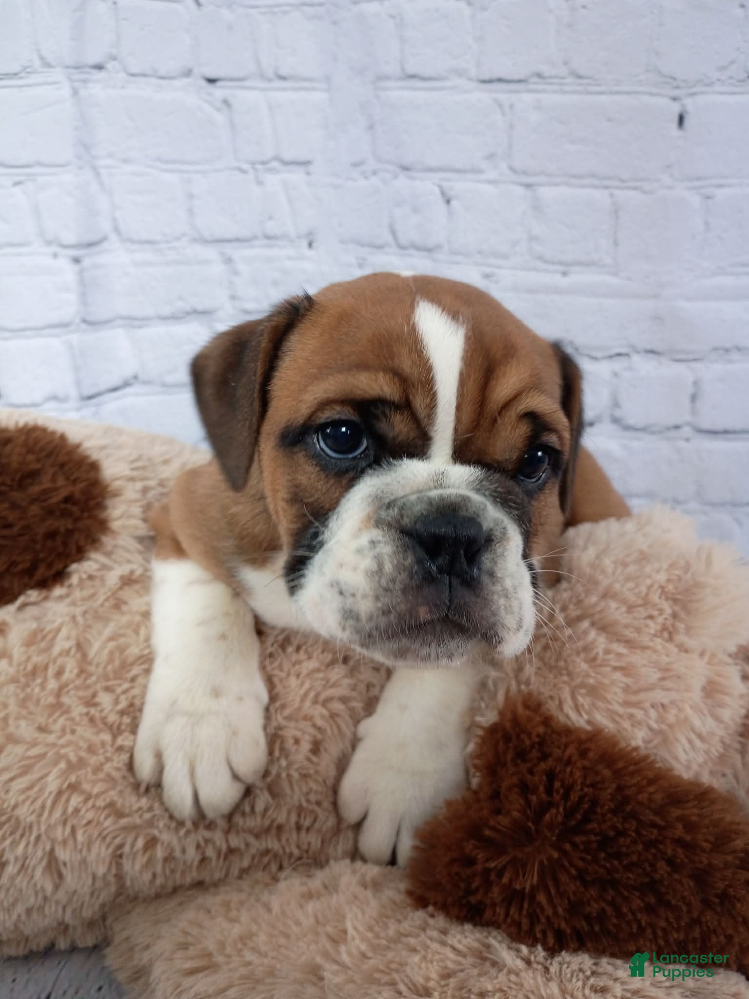 English Bulldog dogs Char - Ad 1