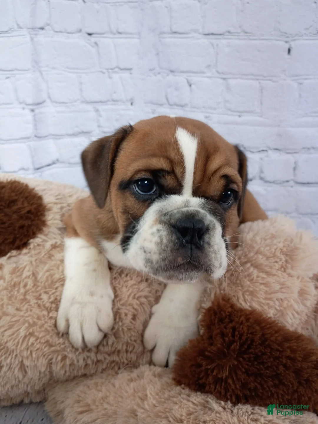 English Bulldog dogs for sale: Char - Ad 1
