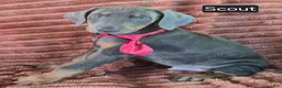 Doberman Pinscher dogs for sale: Scout - Ad 2