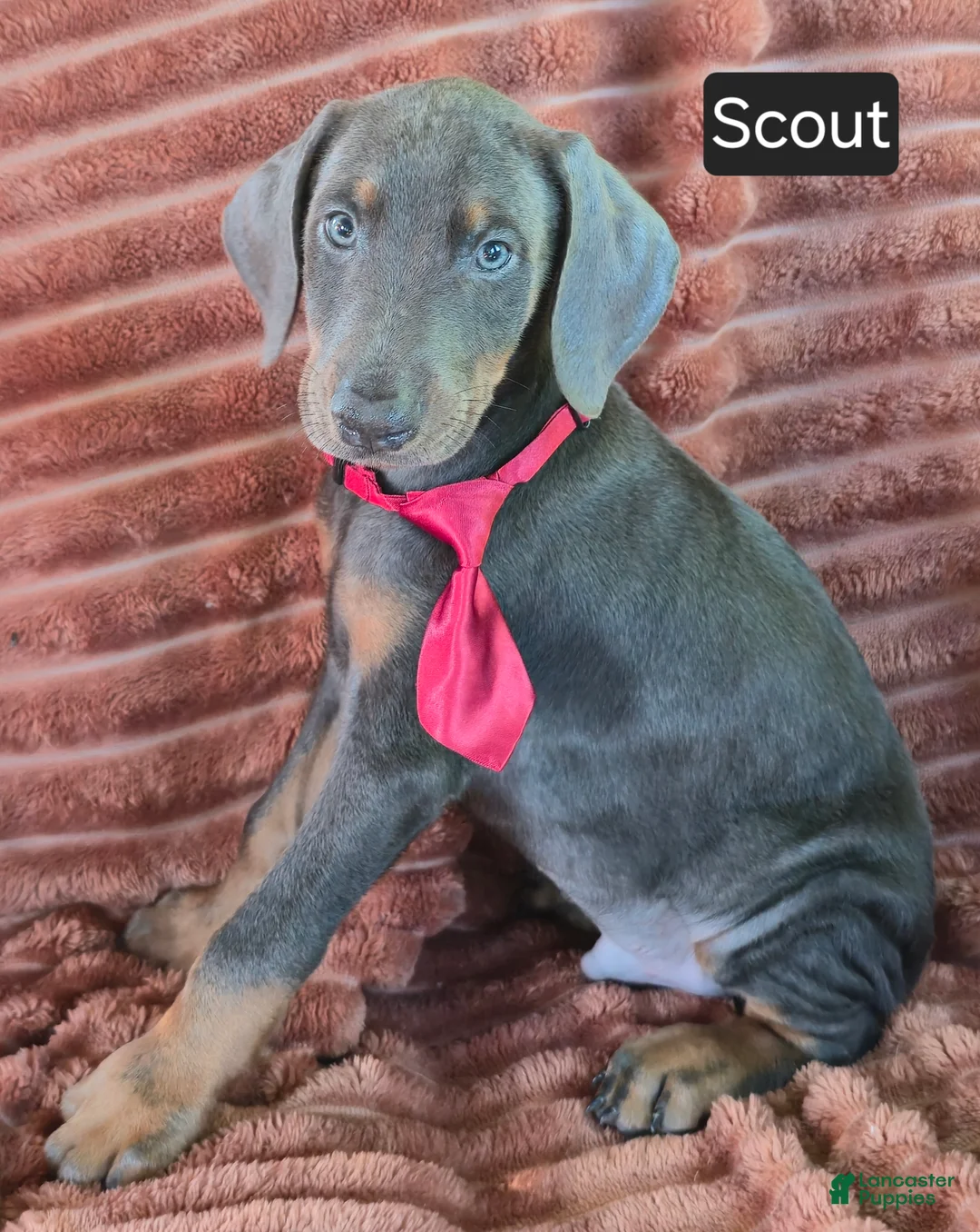 Doberman Pinscher dogs for sale: Scout - Ad 2
