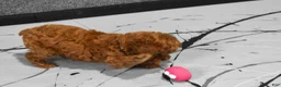 Miniature Poodle dogs for sale:   Logan🐶 - Ad 7