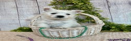West Highland Terrier dogs for sale: Lexi, AKC - Ad 11
