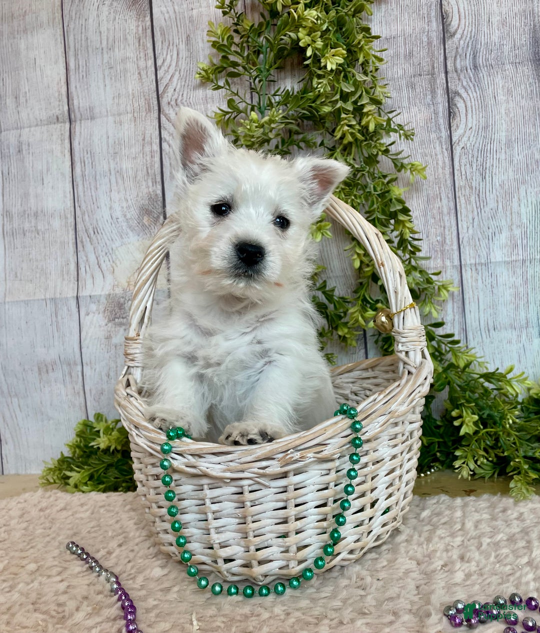 West Highland Terrier dogs for sale: Lexi, AKC - Ad 11