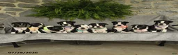 Boston Terrier dogs for sale: Tanner - Ad 2