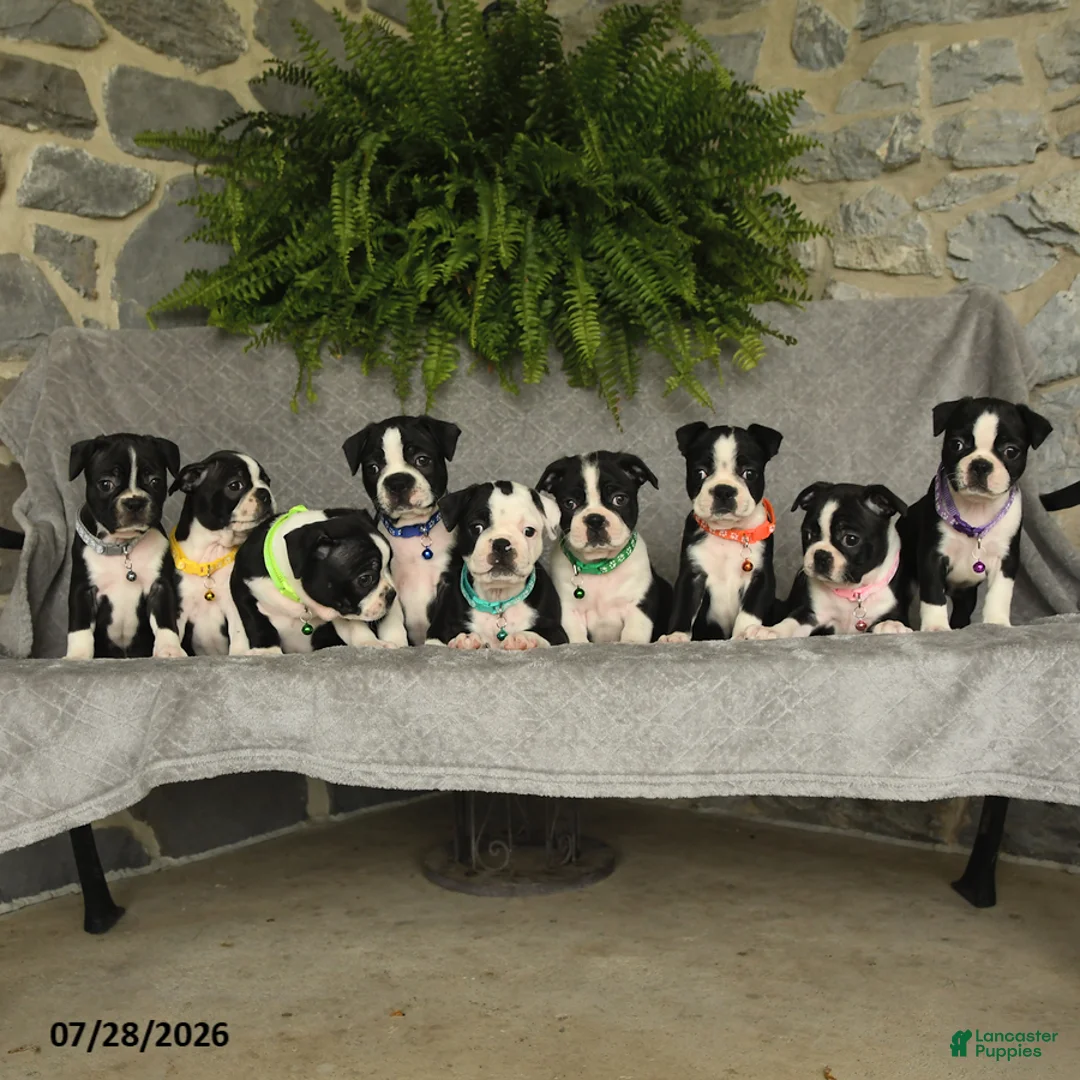 Boston Terrier dogs for sale: Tanner - Ad 2