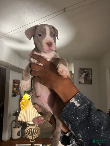 Gallery Image {{count}}