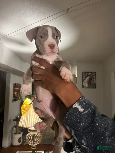 Gallery Image {{count}}