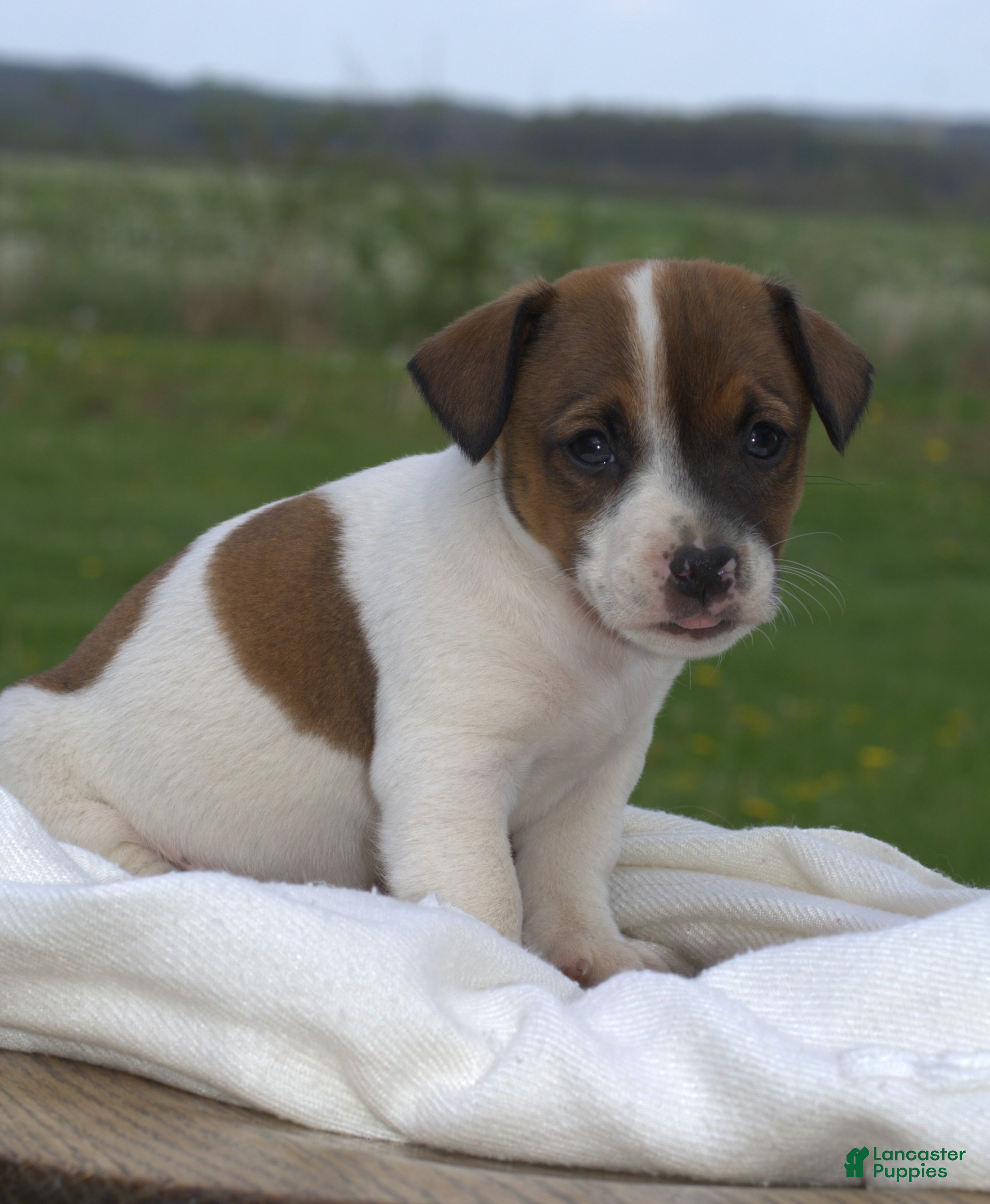 Jack Russell Terrier dogs Millie - Ad 1