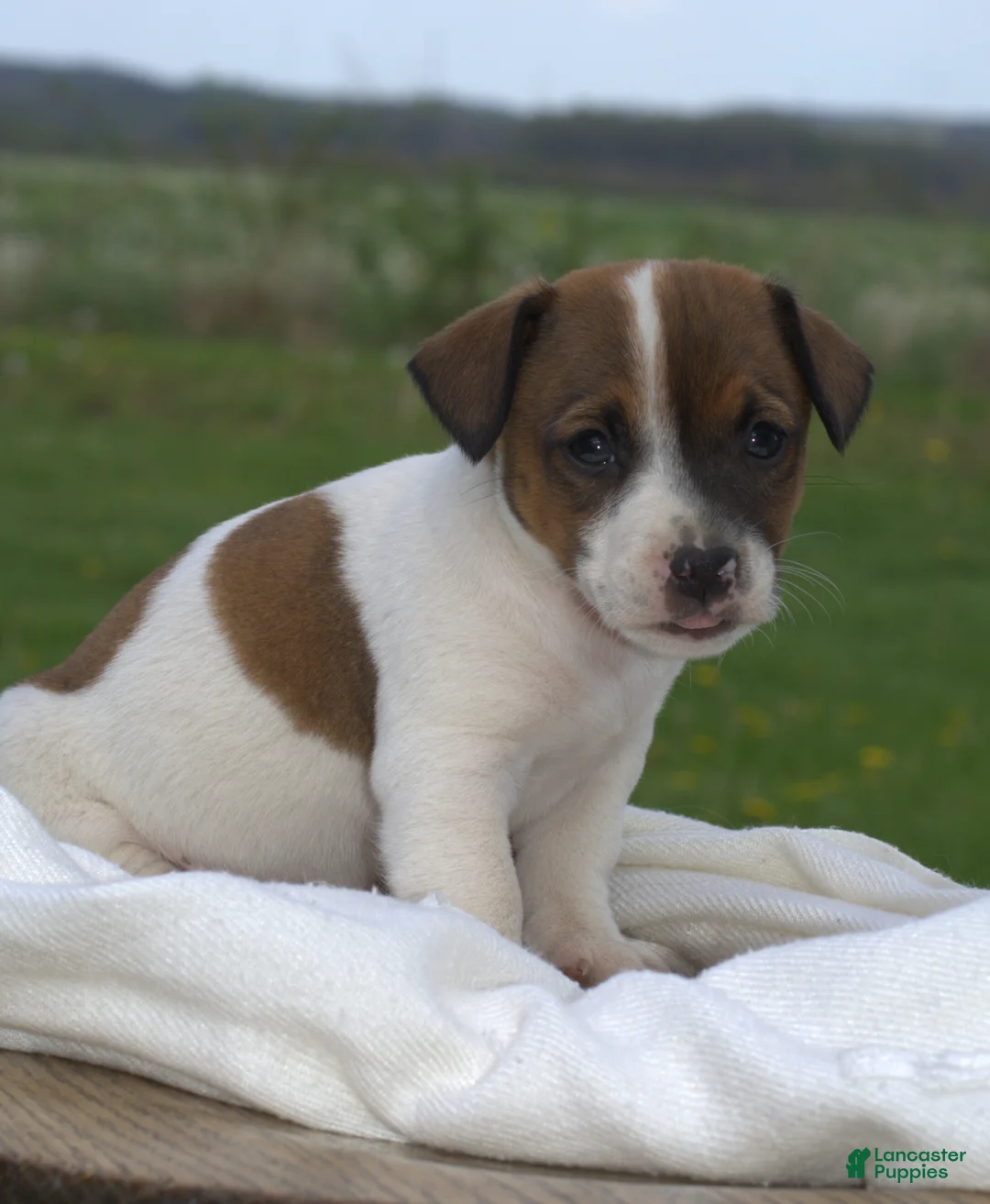 Jack Russell Terrier dogs for sale: Millie - Ad 1