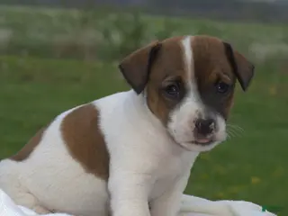 Jack Russell Terrier dogs for sale: Millie - Ad 4
