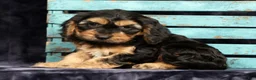 Cavapoo dogs for sale: Kyle - Ad 7