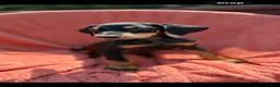Doberman Pinscher dogs for sale: Doberman Pinscher 1 - Ad 1