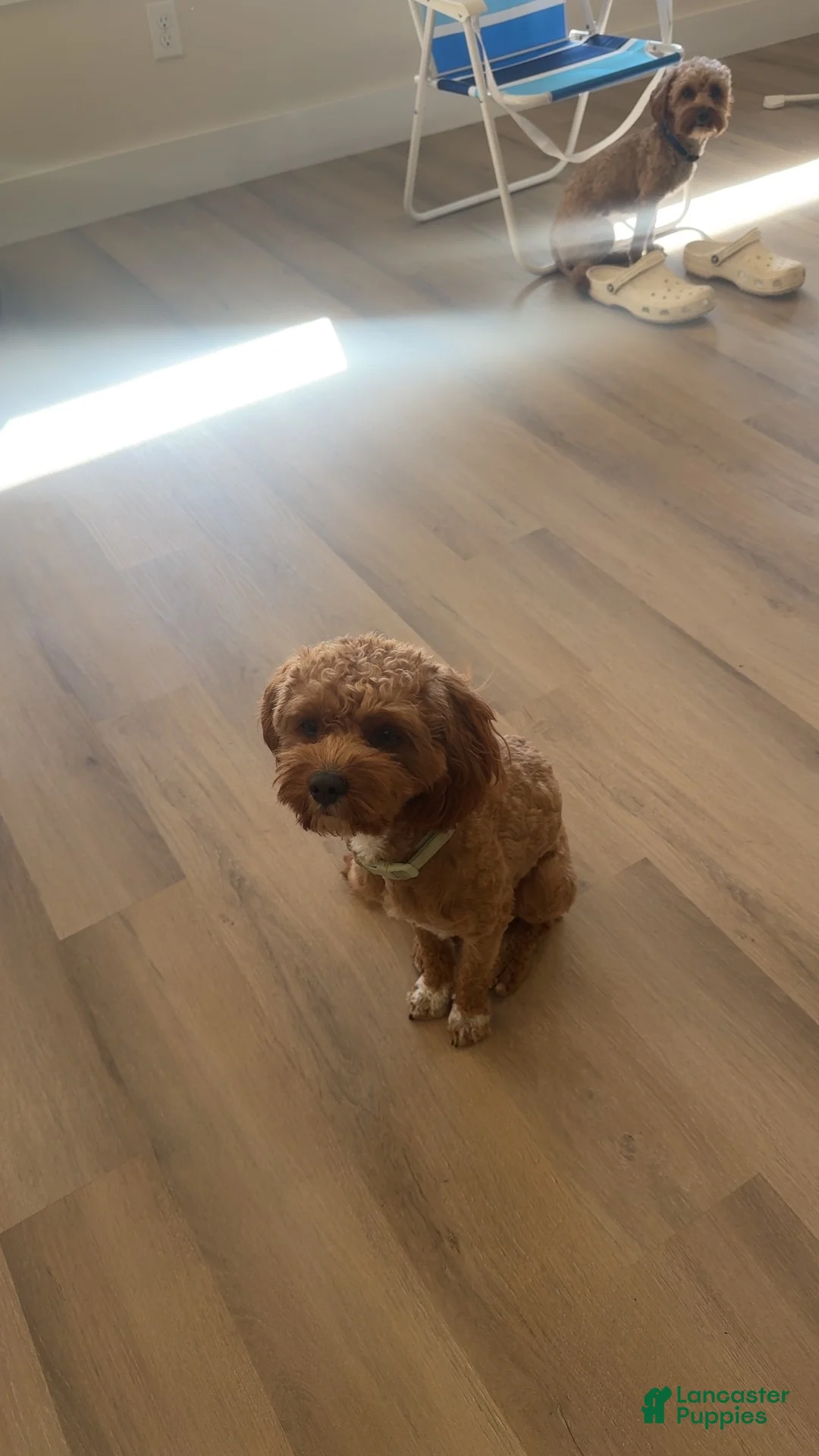 Cavapoo dogs for sale: Cavapoo 1 - Ad 2