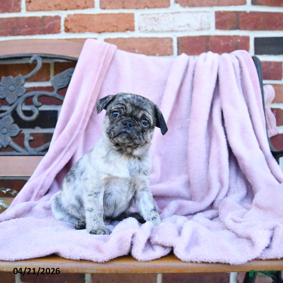 Pug dogs Tuffy - Ad 1