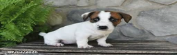Jack Russell Terrier dogs for sale: Mindy - Ad 5