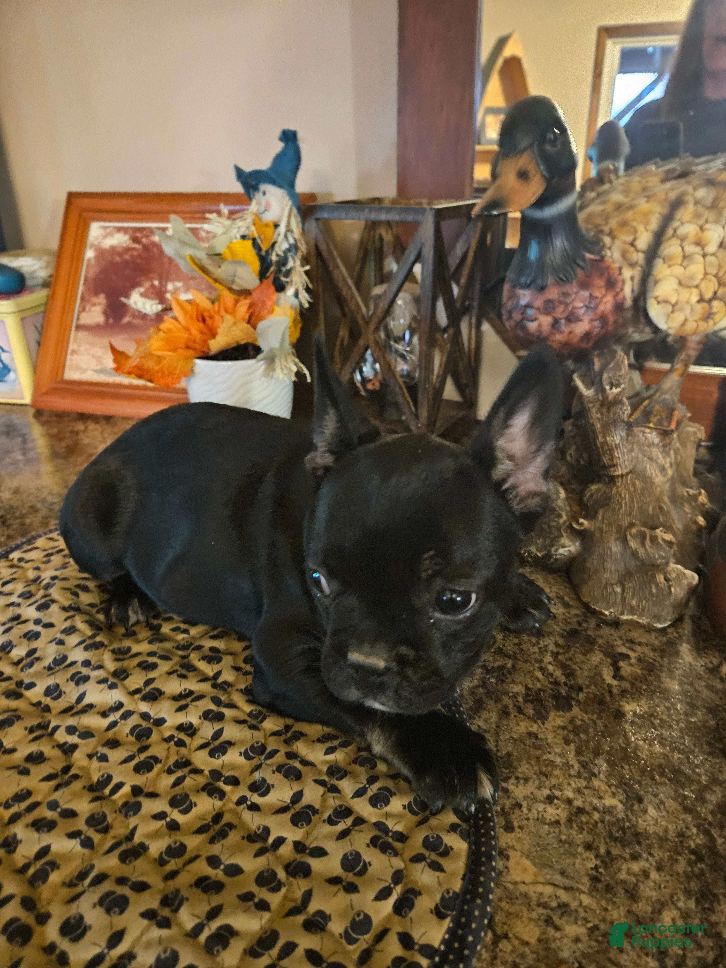 French Bulldog dogs French Bulldog Puppy 8 - Ad 7