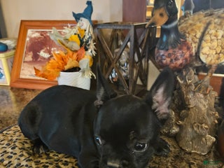 French Bulldog dogs French Bulldog Puppy 8 - Ad 7
