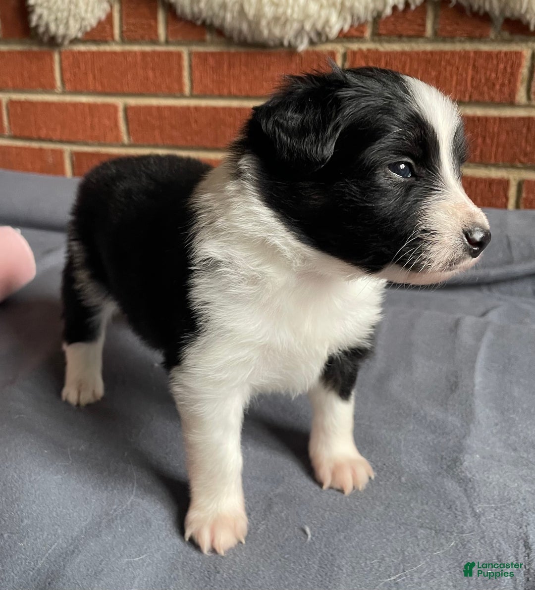 Mixed Breed dogs for sale: Star - Ad 1