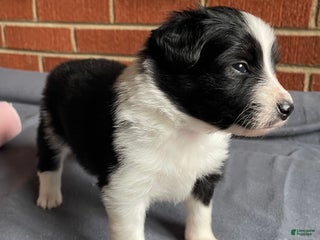 Mixed Breed dogs Star - Ad 2