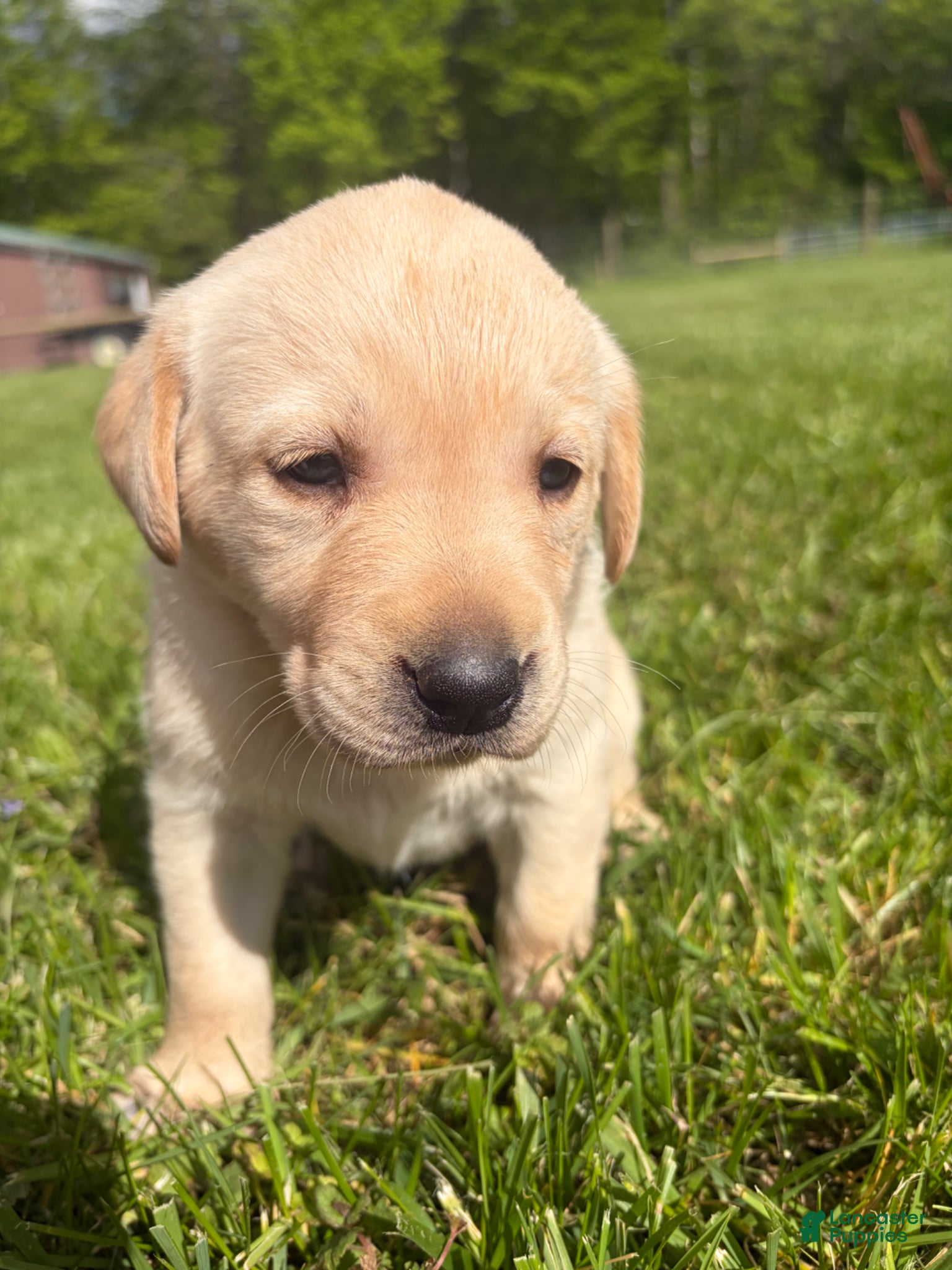 Labrador Retriever dogs Holli - Ad 1