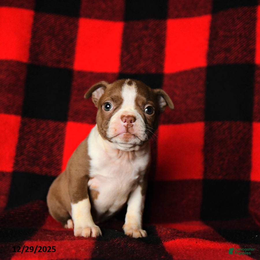 Boston Terrier dogs Lilac - Ad 36