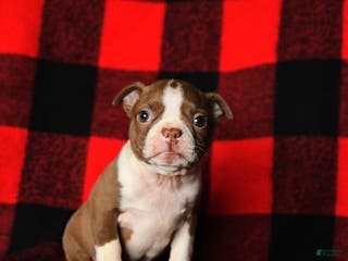 Boston Terrier dogs Lilac - Ad 26