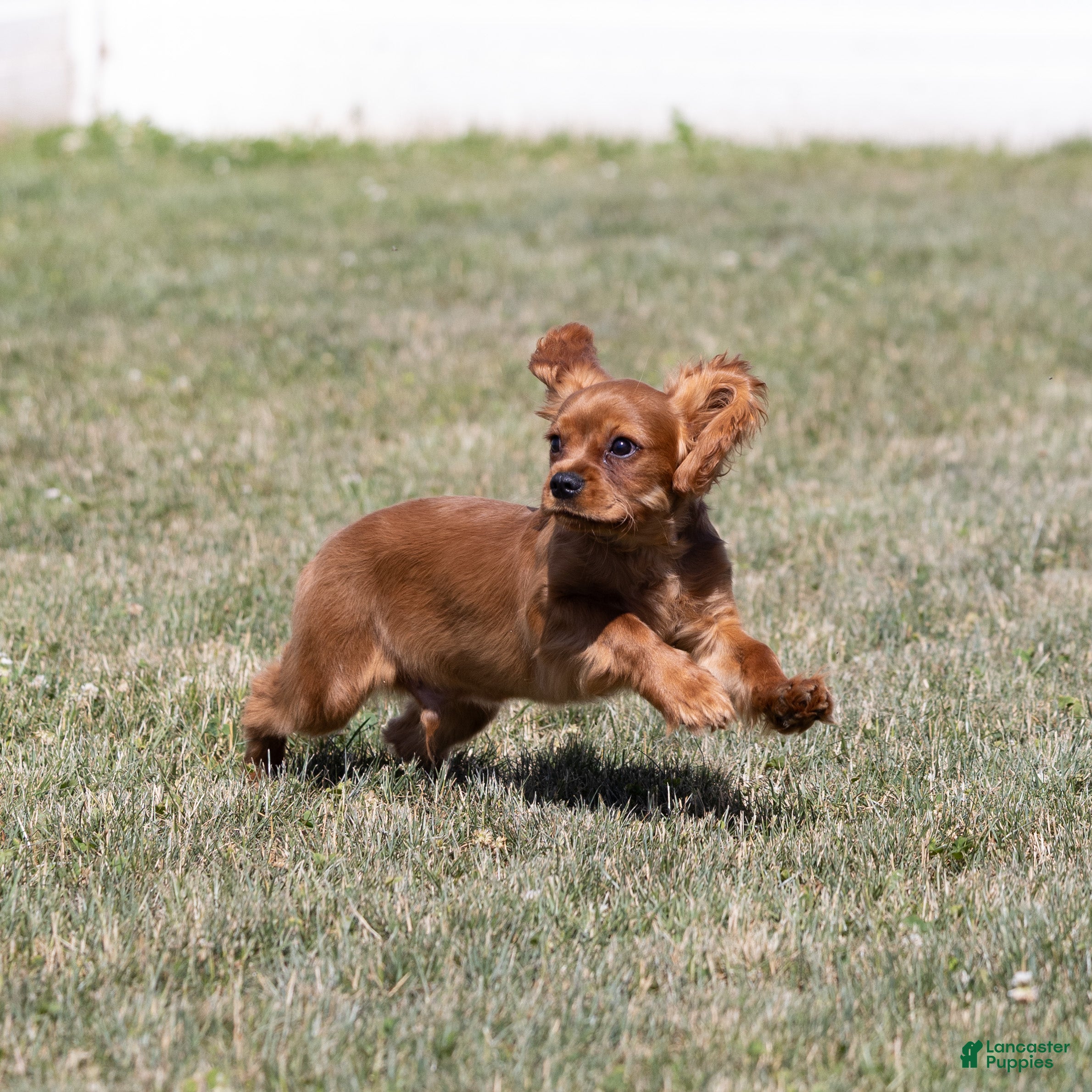 Cavalier King Charles Spaniel dogs Rusty - Ad 2