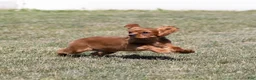 Cavalier King Charles Spaniel dogs for sale: Rusty - Ad 2